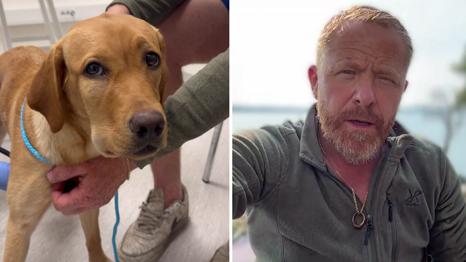 Så här skyddar du din hund från huggormsbett – Inse är hemma igen!