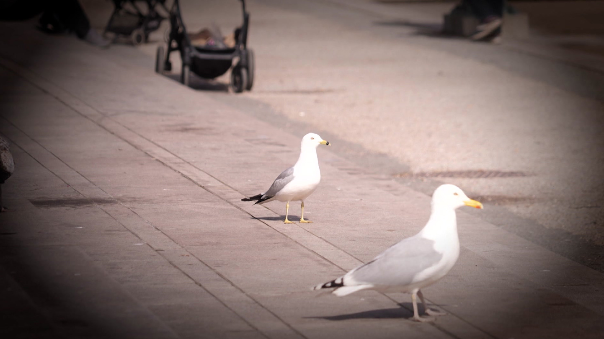 Se den ”jätteovanliga” fågeln – flera hundra mil hemifrån