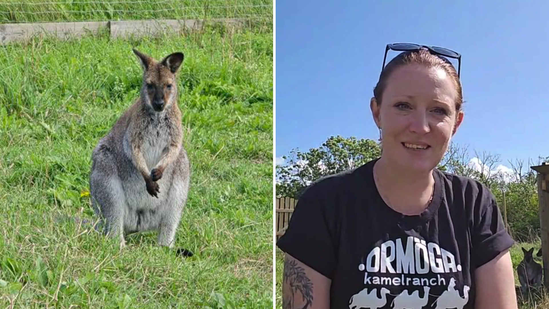 Fyra kängurur på Signes ranch: Så här påverkar de miljön och djurskyddet i Öland!