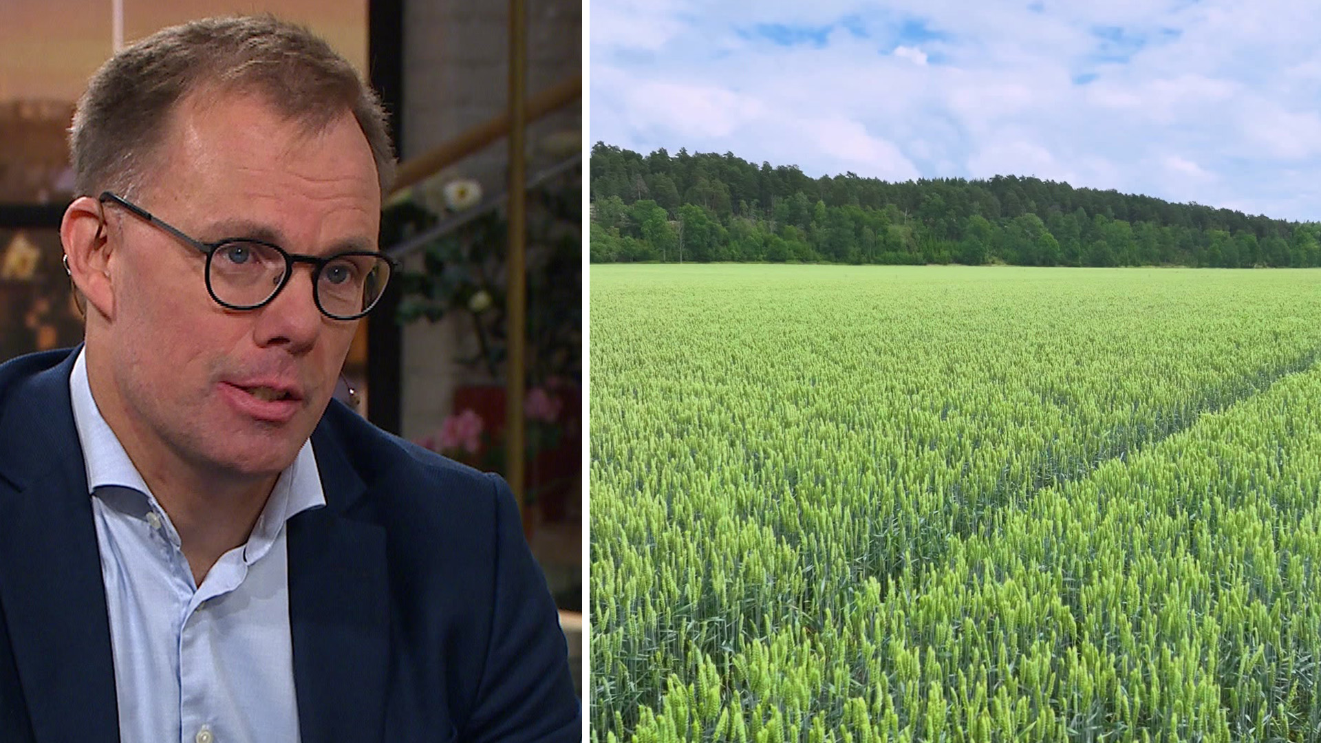 Så här förbättras skörden efter två tunga år: Glädjebeskedet för bönderna!