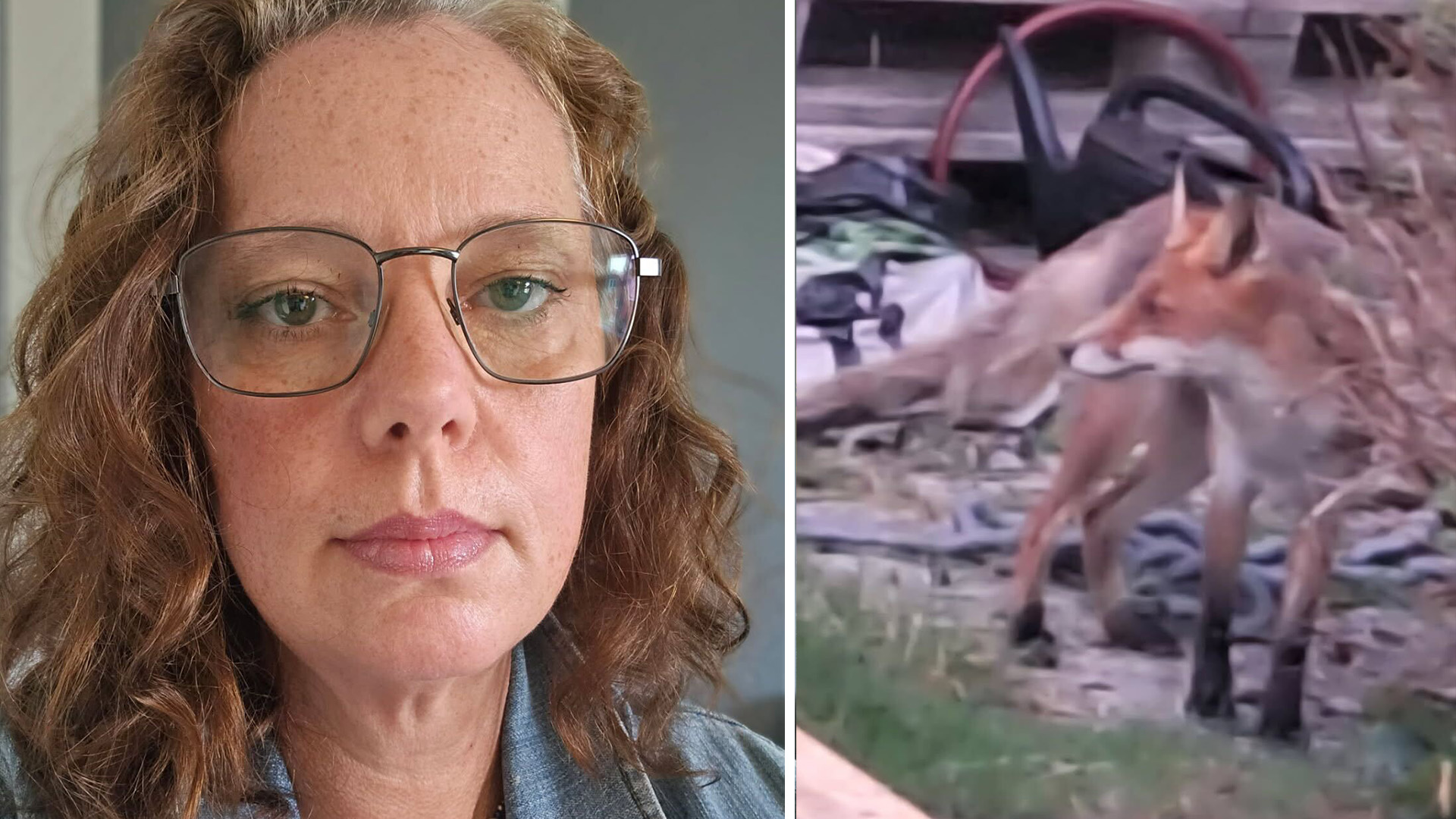Orädd räv tar sig in i hem – Så skyddar du ditt barn mot vilda djur i Vislanda