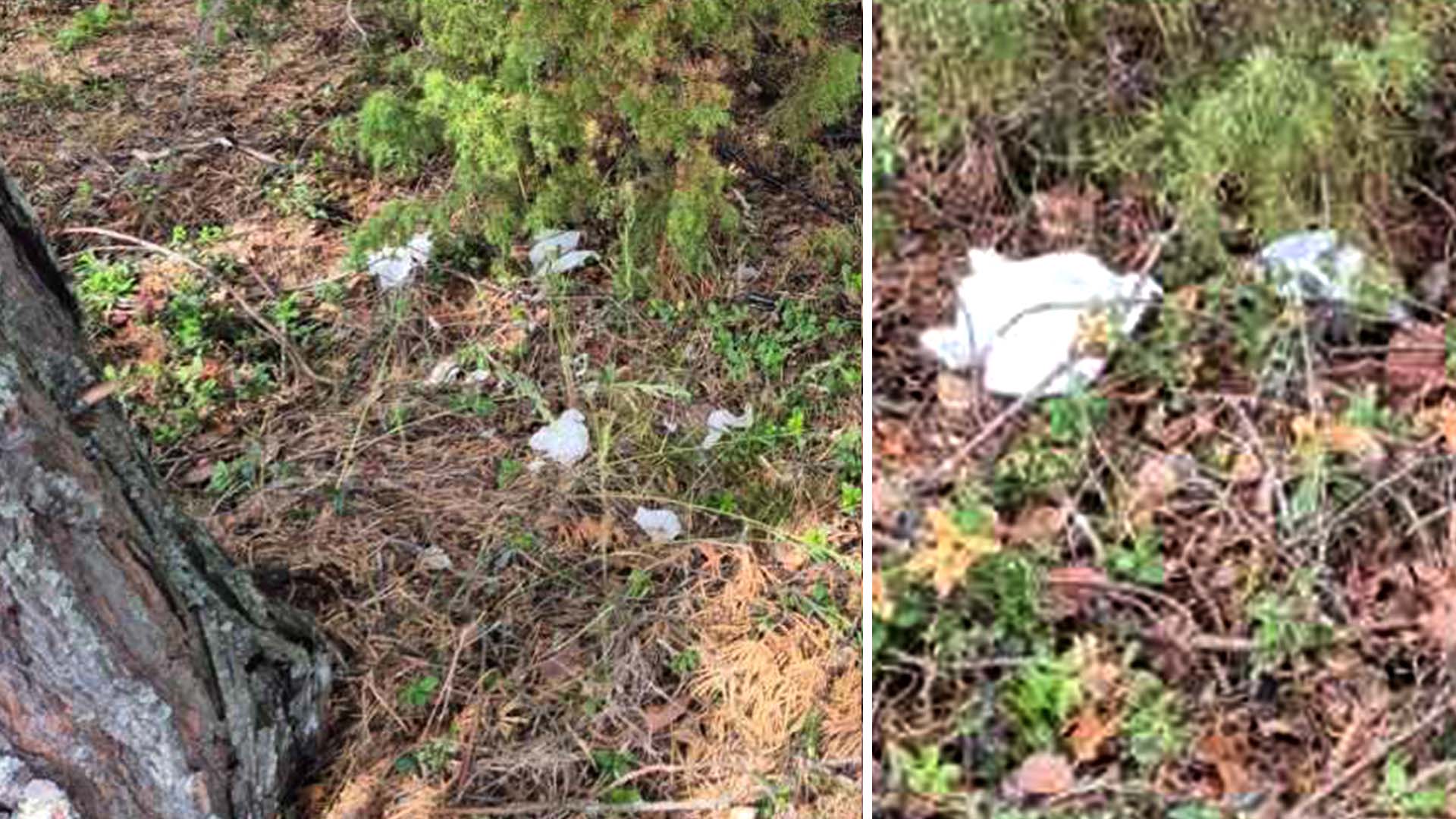 Ninni kräver en lösning på byns problem med kiss och bajs – Här är 5 effektiva åtgärder!