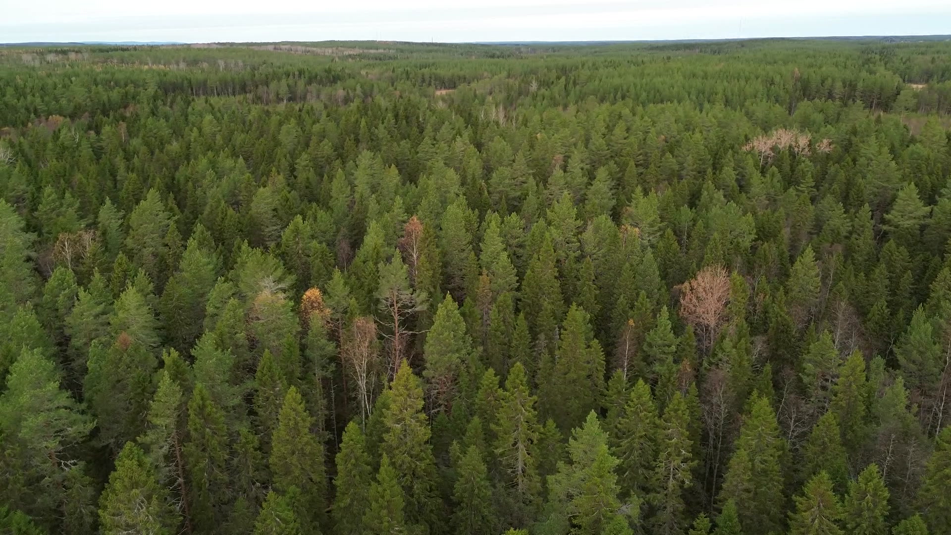 Allt fler skogsavverkningar stoppas – överklaganden ökar dramatiskt