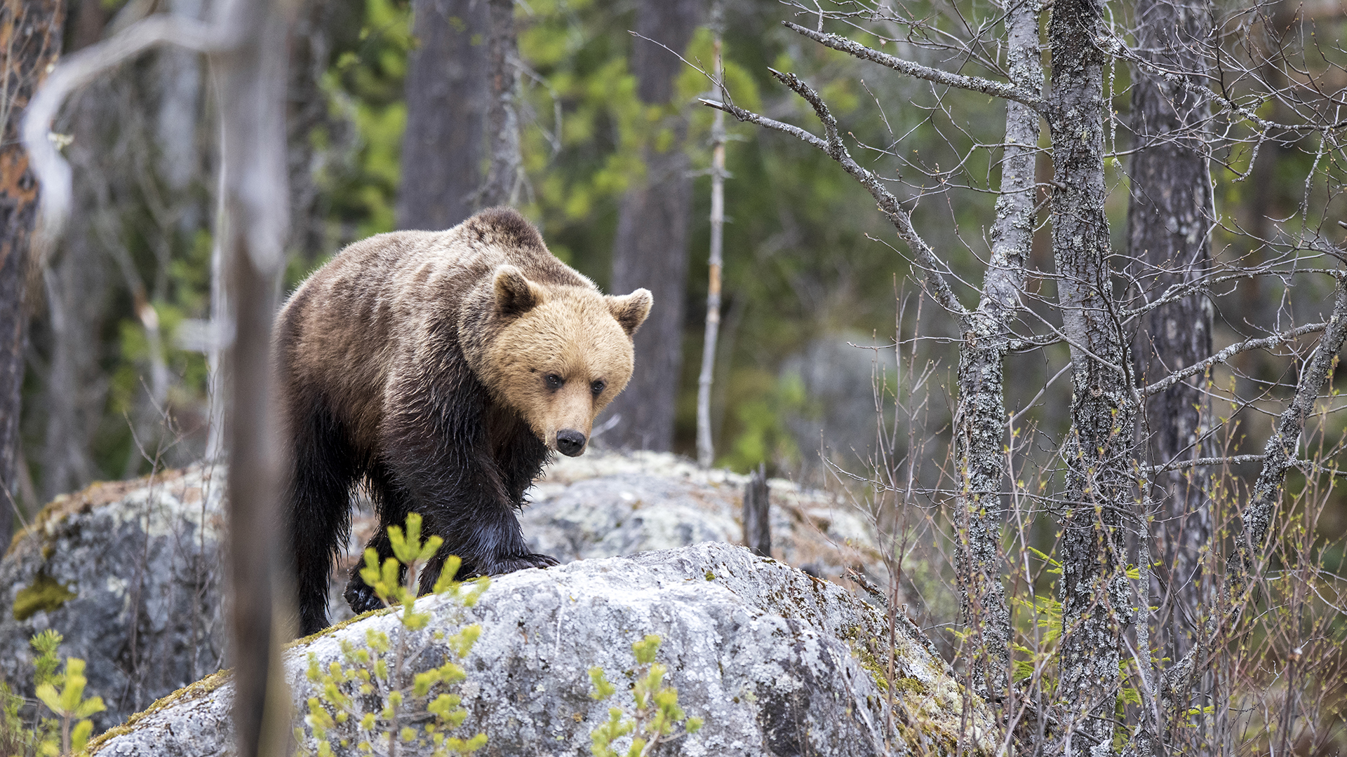 Färre björnar att skjuta: Så här påverkas Västerbotten av nya regleringar