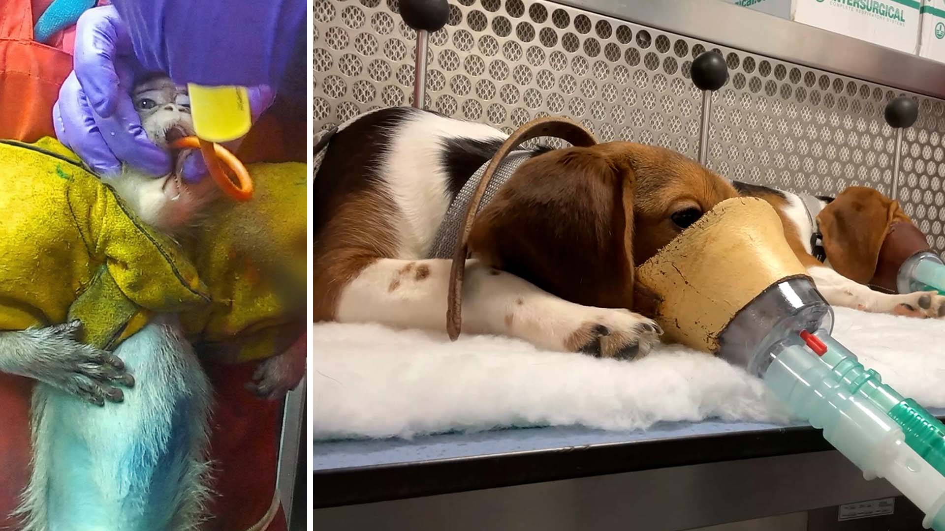 Filmer påstås visa djurförsök vid brittiska läkemedelslabb