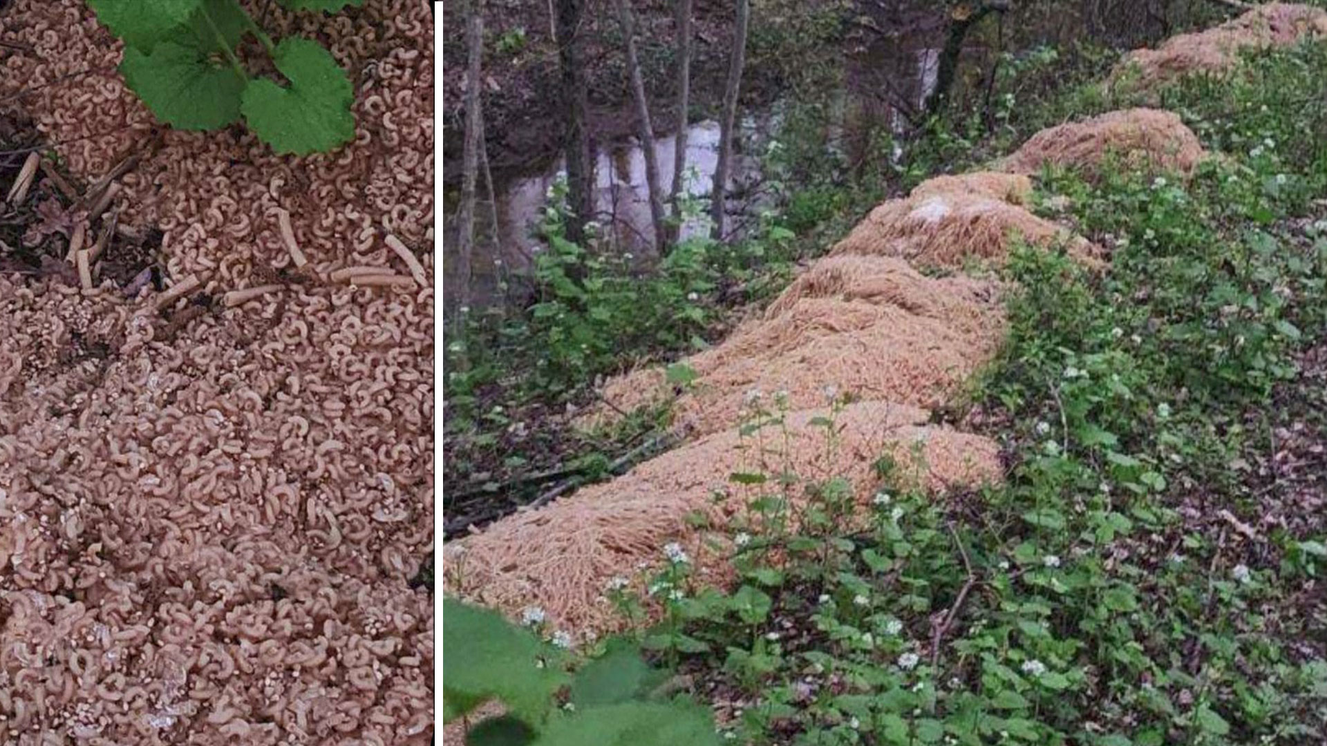 225 kg di pasta sono stati trovati nei boschi del New Jersey