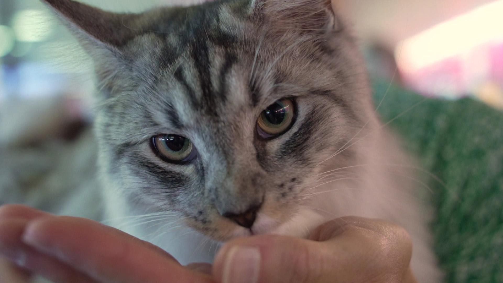 Suratlarda katta yalangoch dumbalar