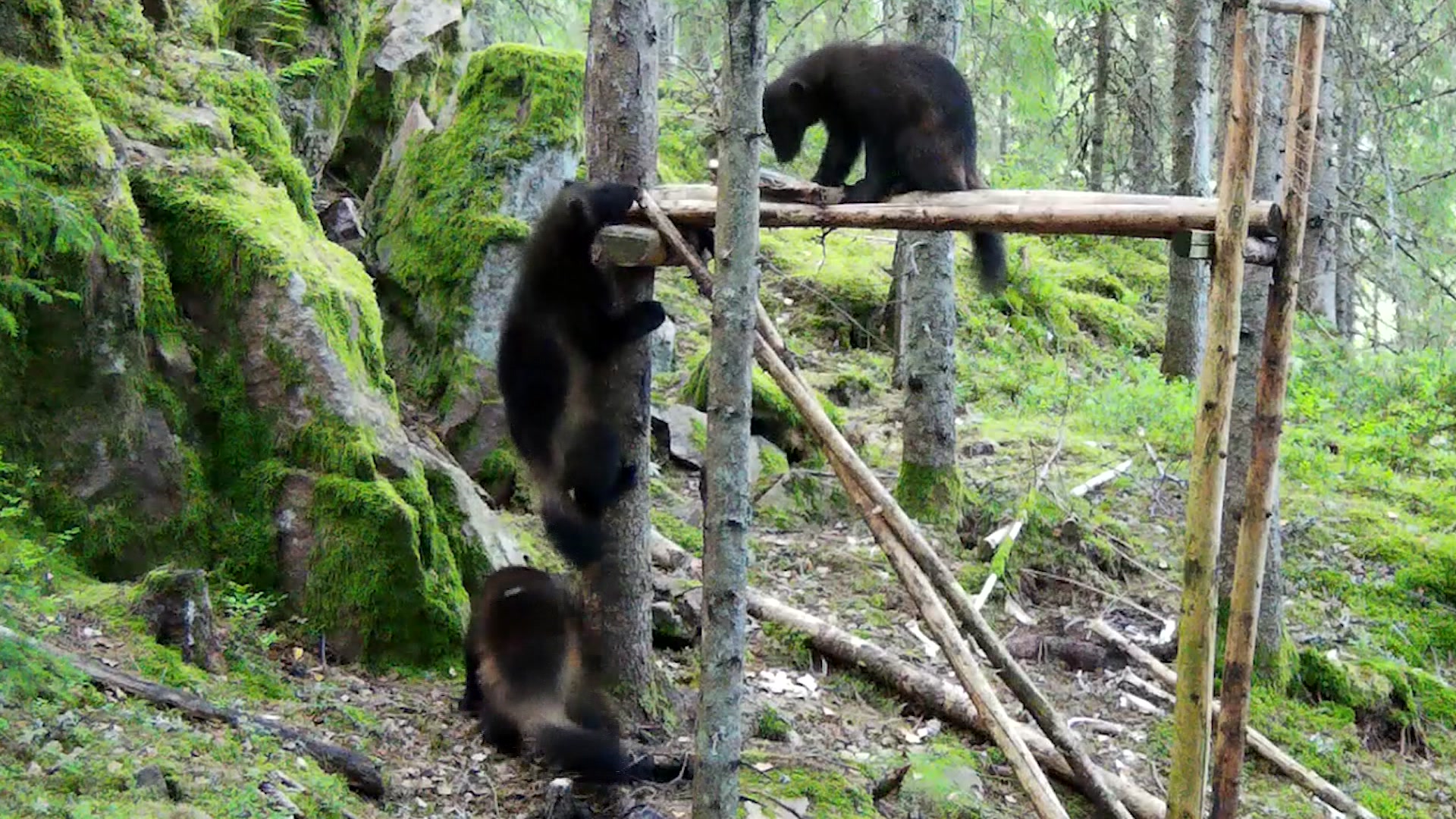 Järvstammen växer – sprider sig söderut