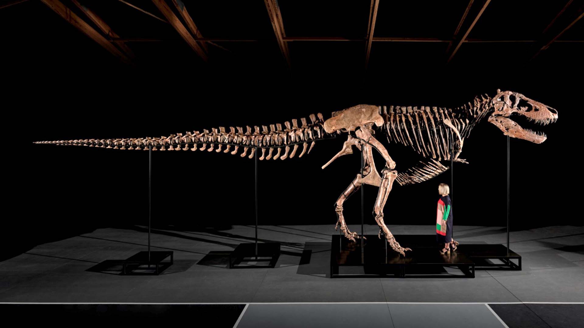 Rekordpriset för jättelika T-rexen: 250 miljoner kronor