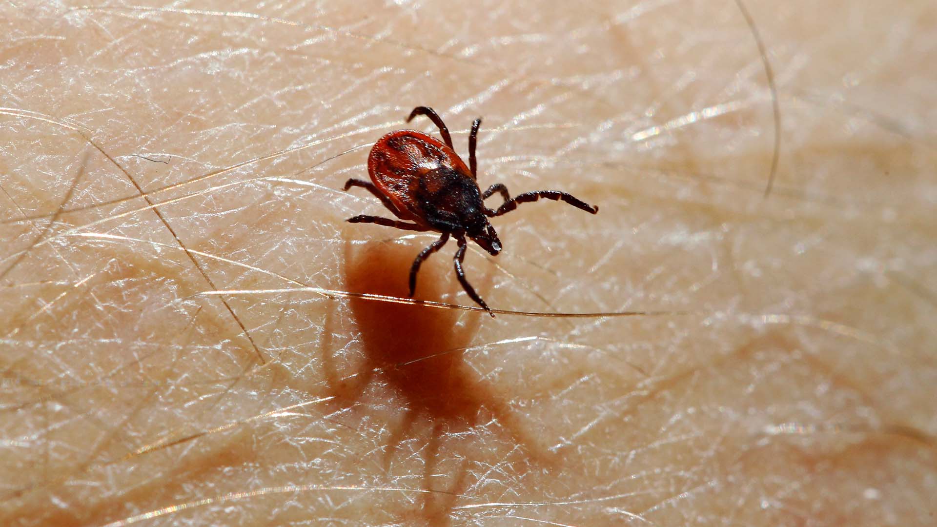 Forskarnas nya upptäckt – kan stoppa fruktade fästingviruset