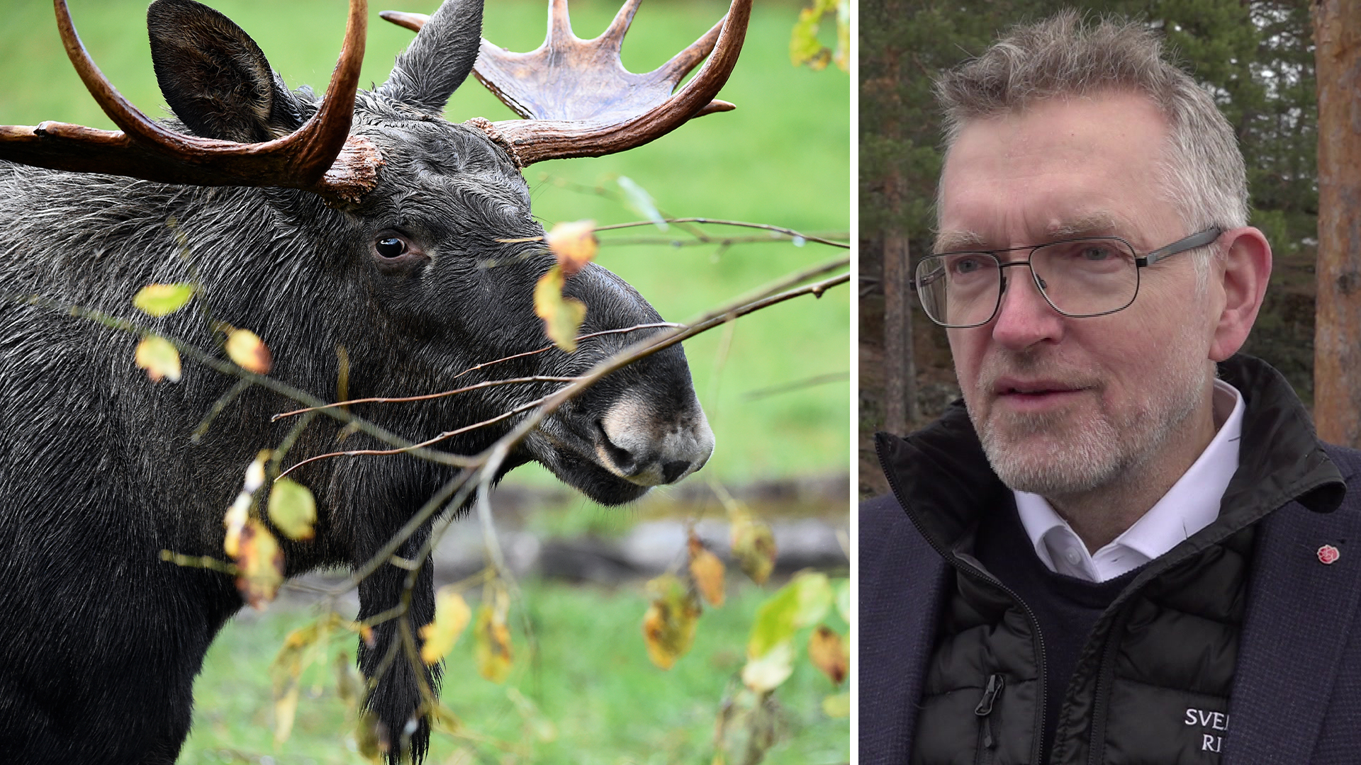 Älgen rödlistas i Sverige – politisk oenighet om framtiden