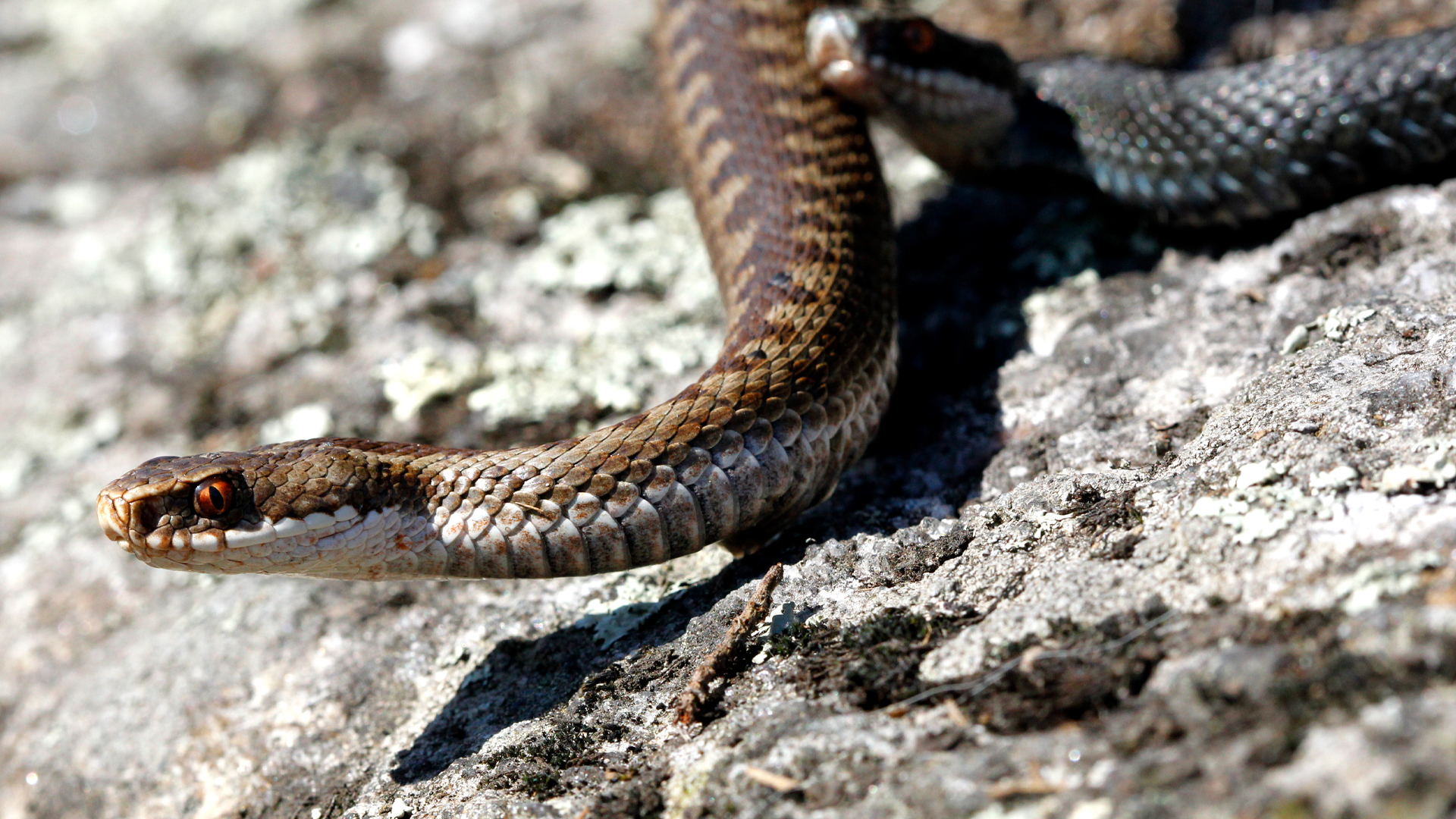 Så skyddar du dig mot huggormsbett