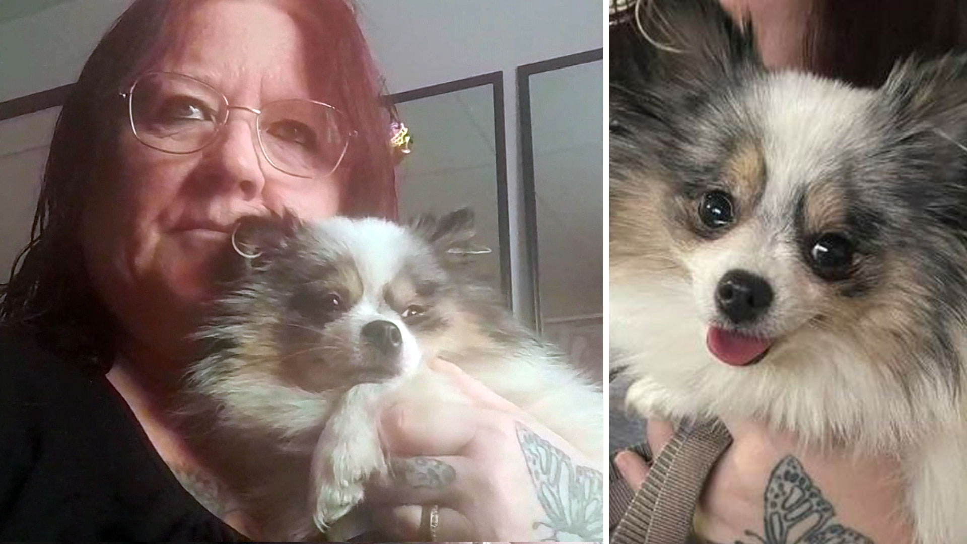 Valpen Vera skrämdes av raketer hittades efter nio dygn