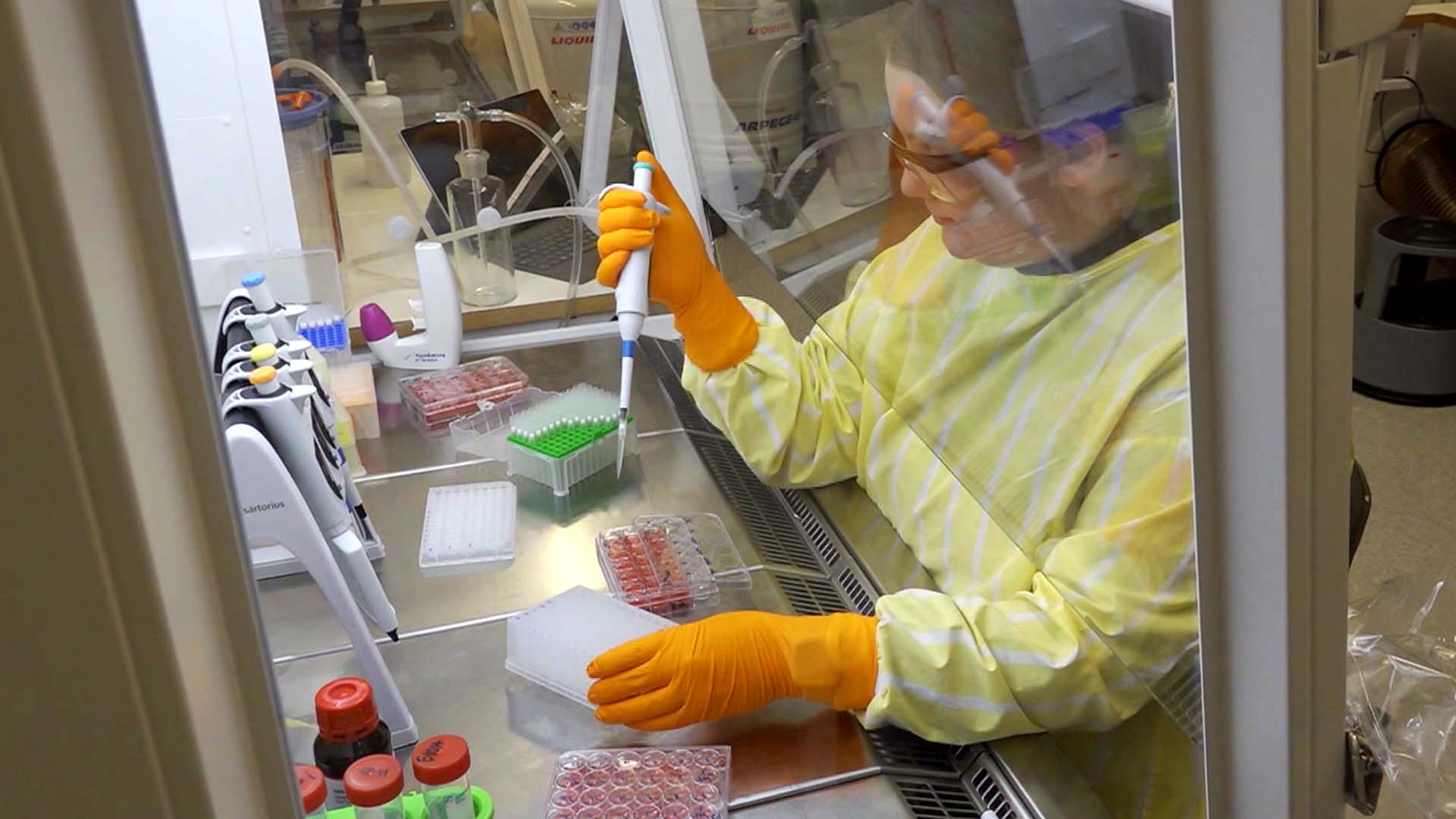 Så vill EU ersätta djurförsök: ”Metoderna är mer träffsäkra”