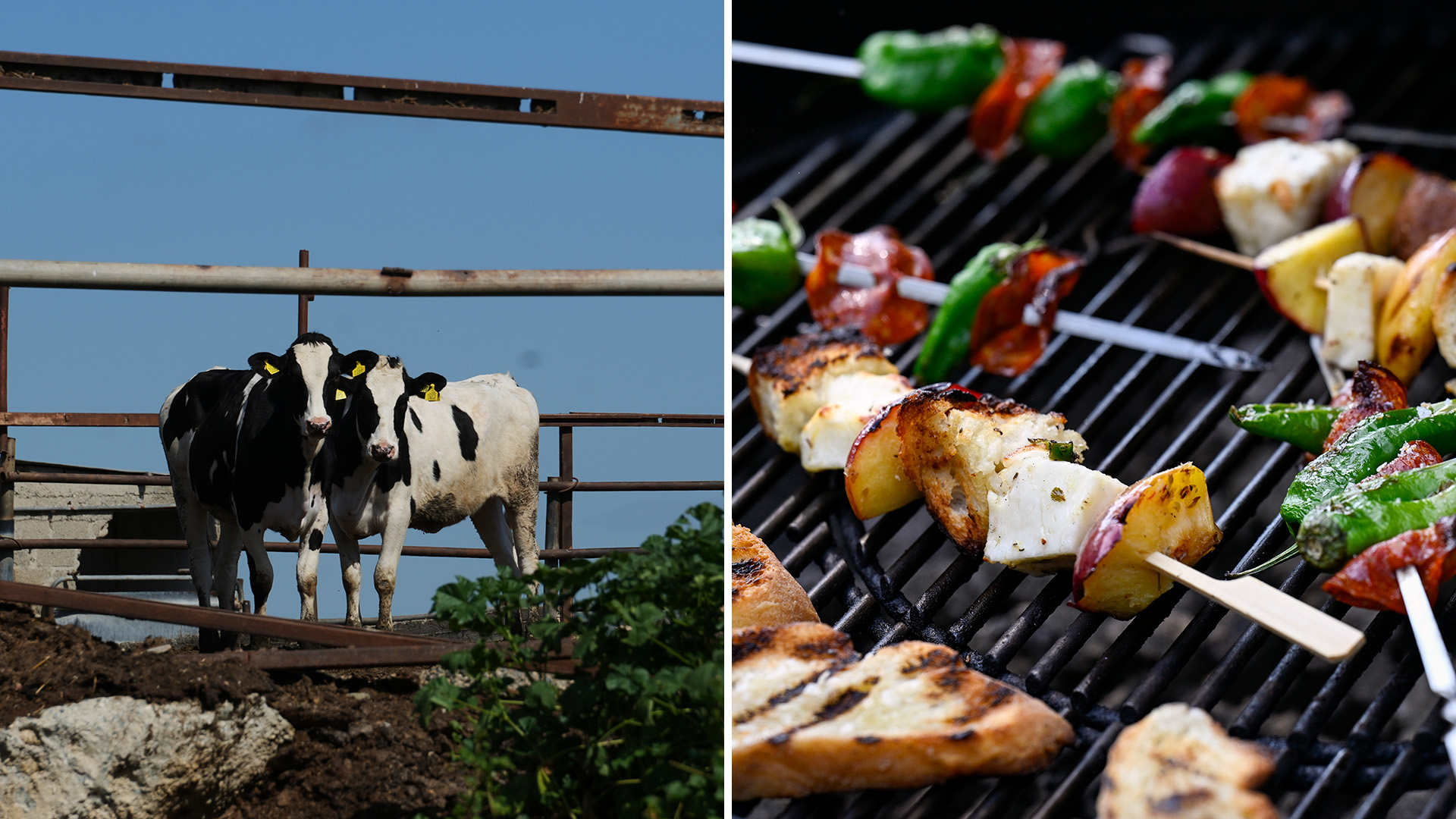 Grillfavoriten hotad efter utbrott av virus: ”Alla djur kan förloras”