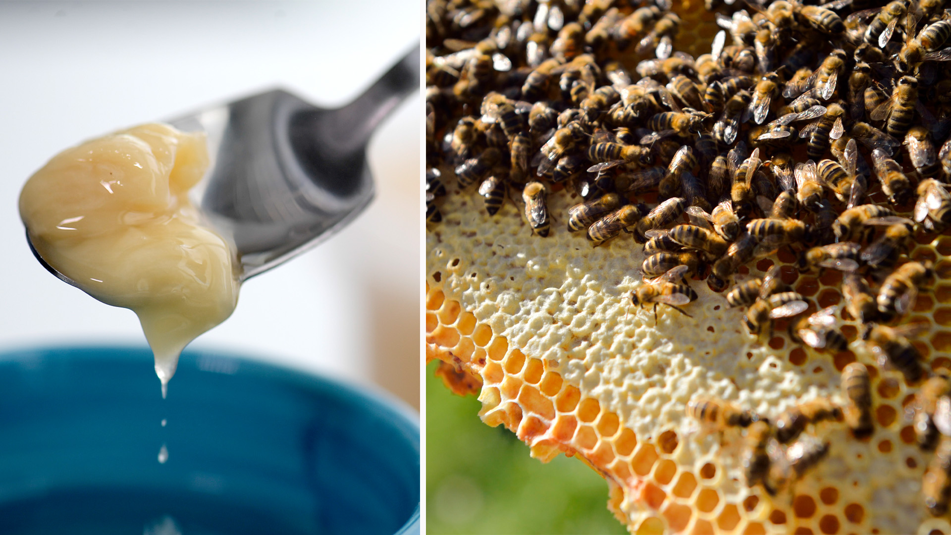 Tufft för svenska biodlare – när importerad honung dominerar