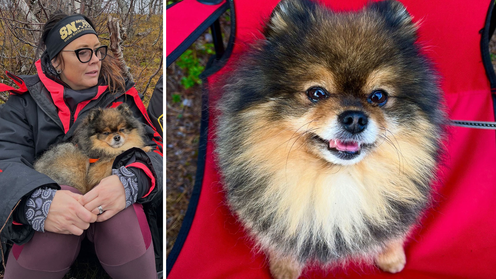 Dvärgspetsen Marco, 8, hittades död i skoterspåret – nu söker familjen svar