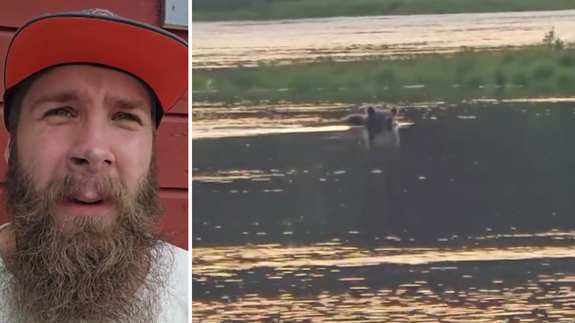 Här är min upplevelse: 5 gånger björnen simmade förbi under fisketuren!