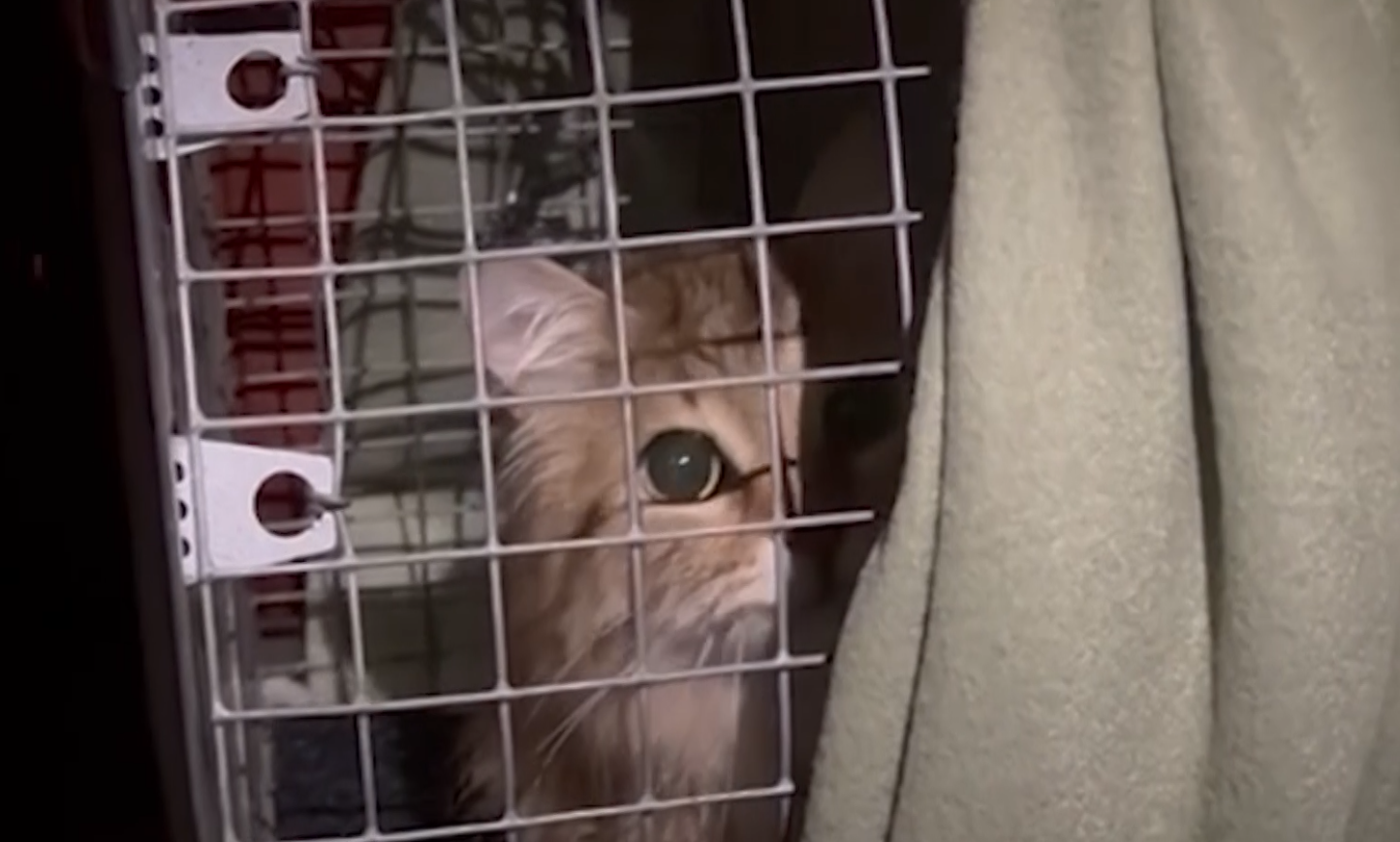 Rus etuk jojalar porno