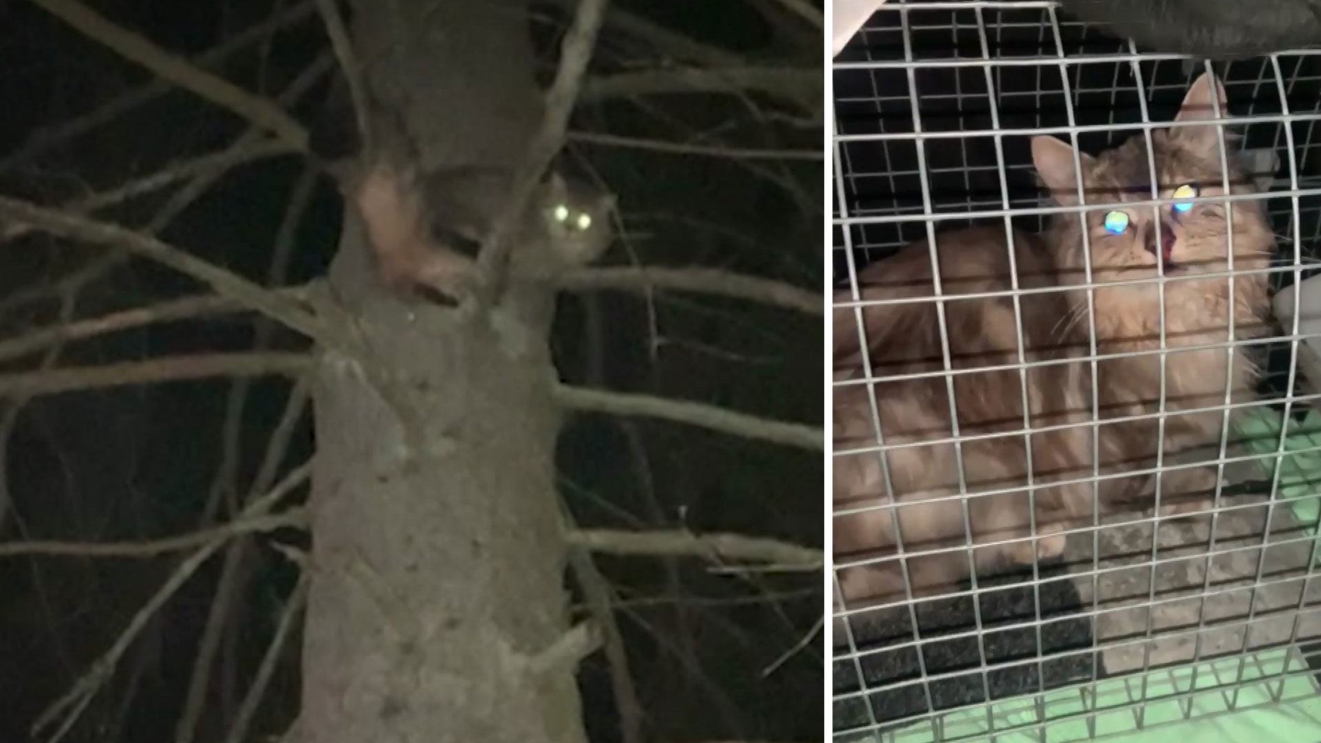 Transseksual soriladi