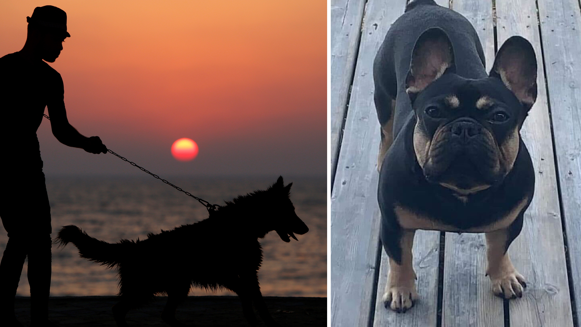 Leo dödades av en ökänd hund: En tragisk berättelse som berör alla