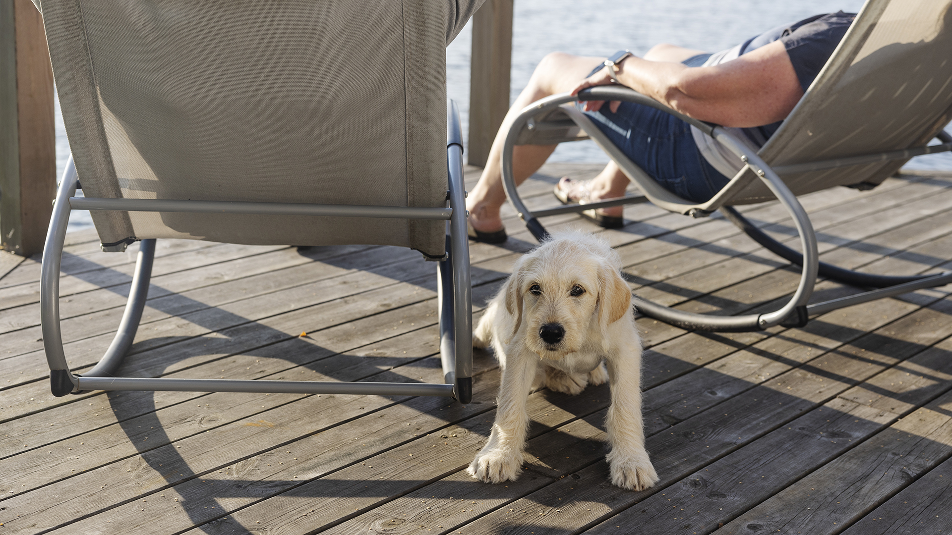 Så ändras reglerna för att resa med husdjur: ”Liten uppstramning”