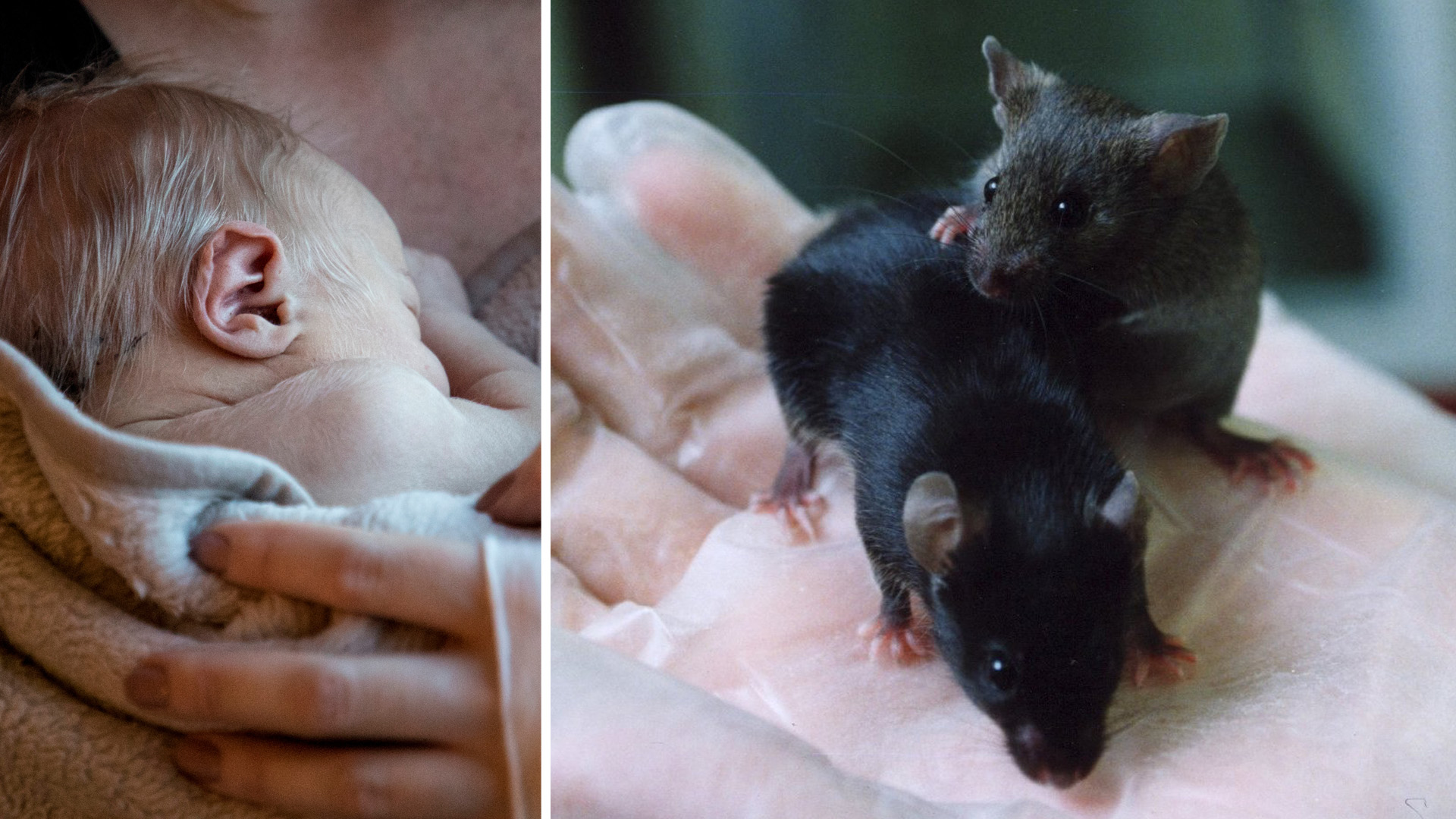 Labbframställda bebisar kan bli verklighet om fem år