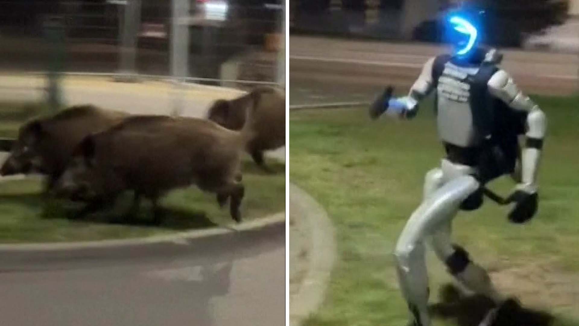 Videon visar roboten Edward på vildsvinsjakt – mitt i huvudstaden