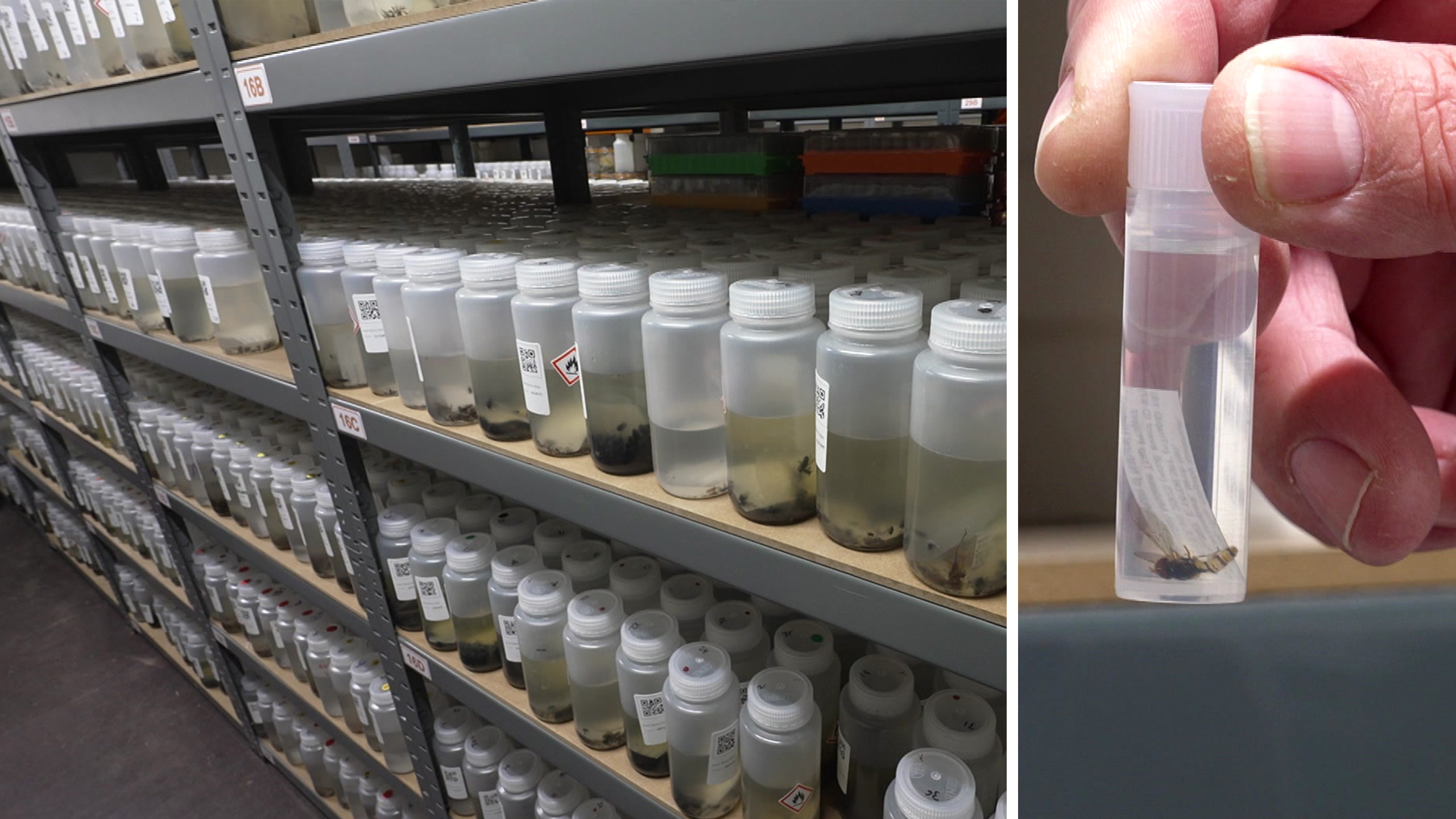 Här finns 100 miljoner insekter – i frysrum på Öland