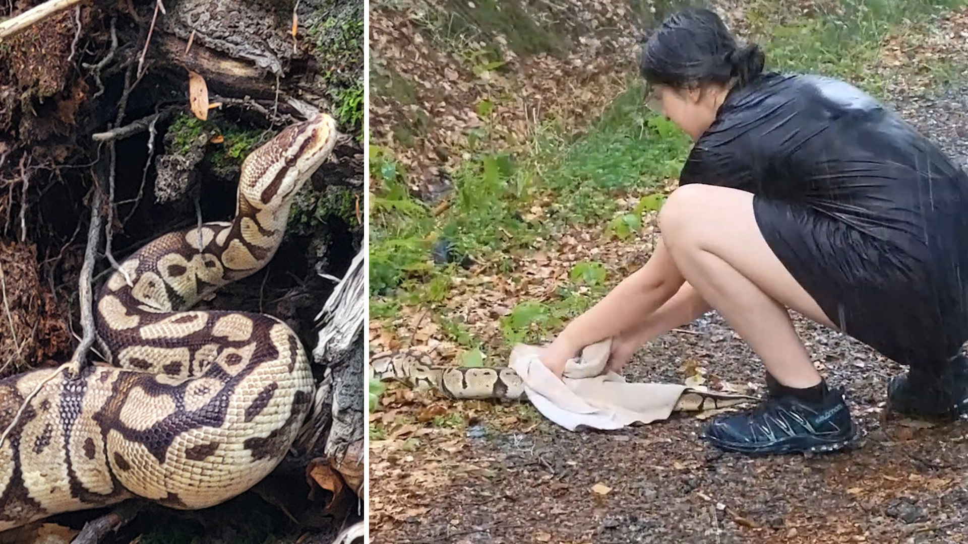 Kungspyton mötte svampplockaren Daniella i Varberg: Min oväntade upplevelse!