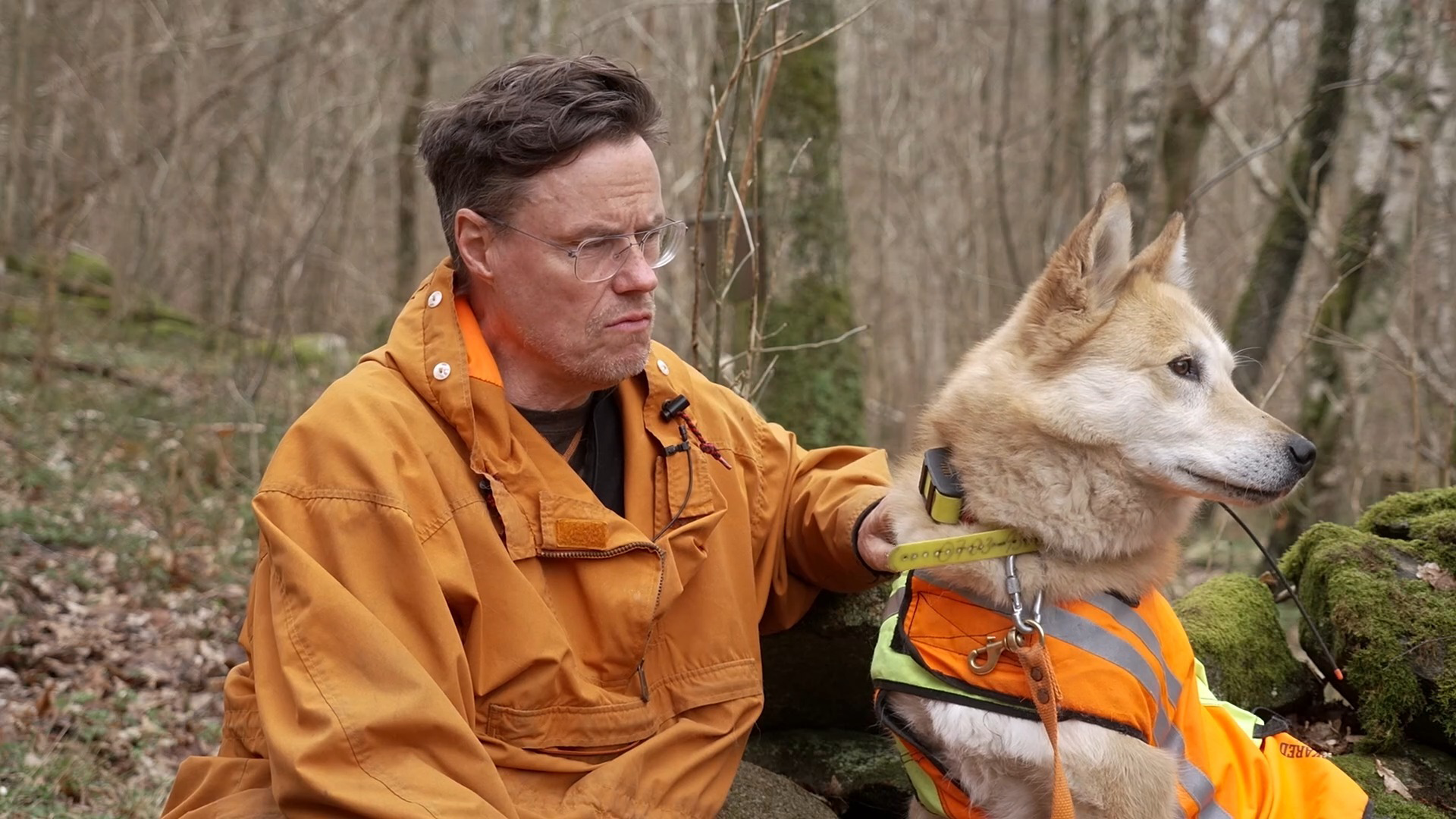 Hunden Beckett har attackerats av vildsvin – flera gånger