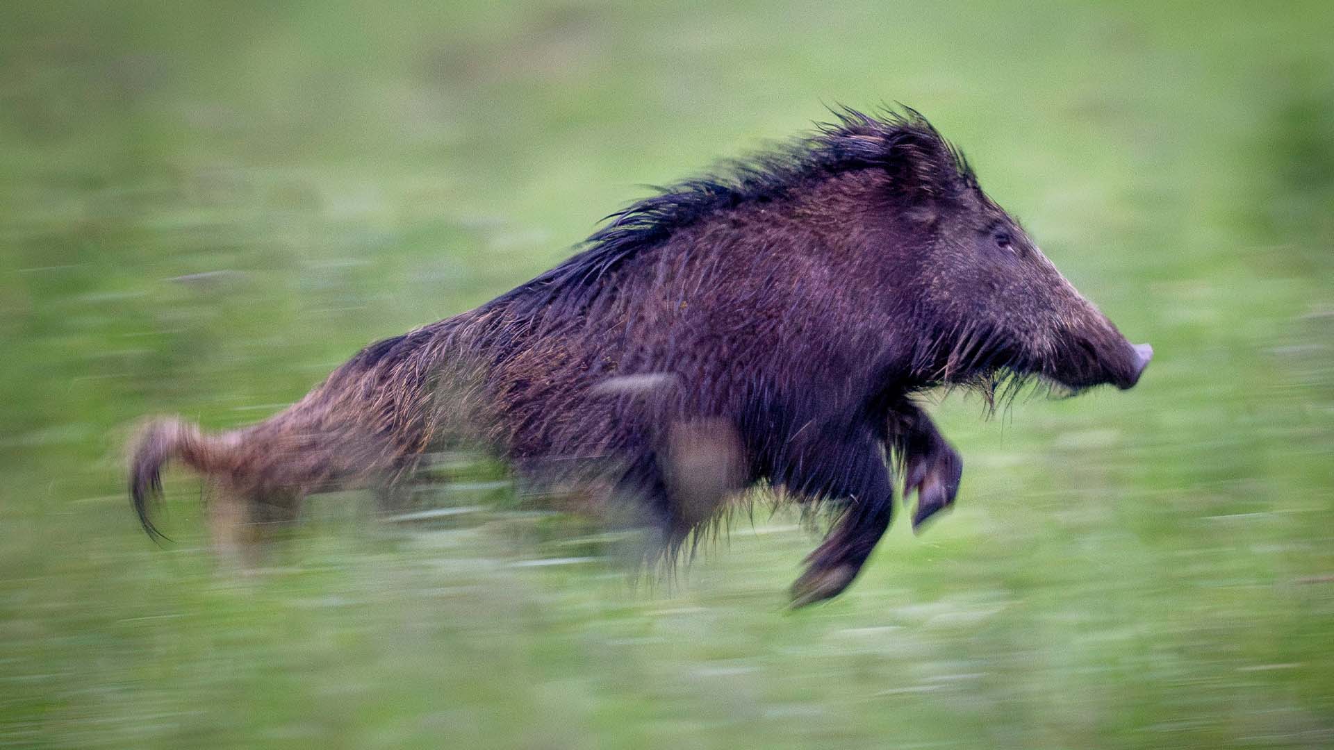 Vill tömma Sverige på vildsvin – hundratusentals s