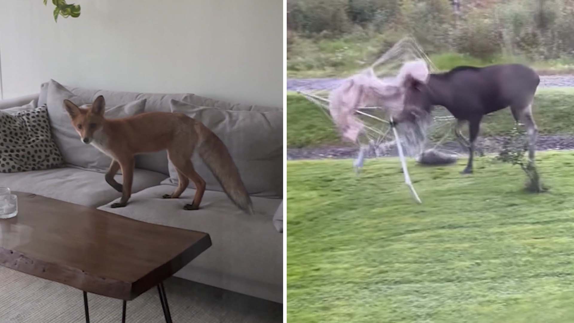 Ökning av vilda djur i städerna: Topp 5 faror och hur du skyddar dig!