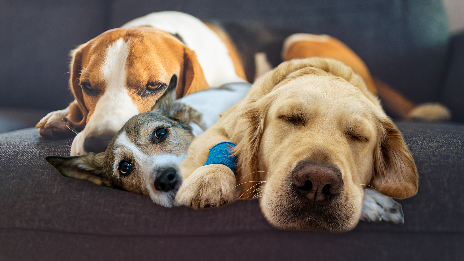 Hundraserna som oftast – och sällan – behöver veterinärvård