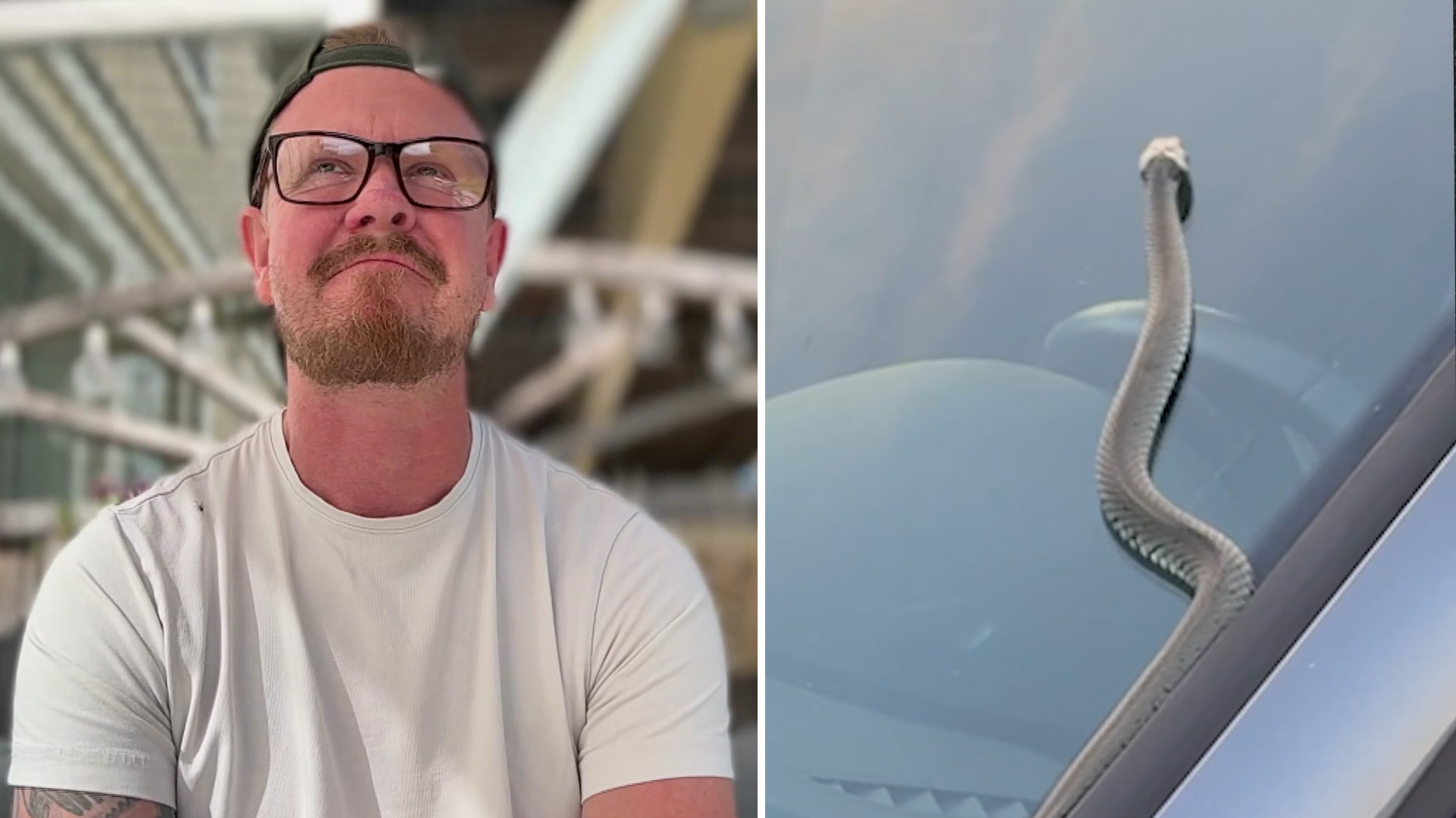Orm på vindrutan: Så här hanterar du oväntade möten med reptiler i Kungsbacka