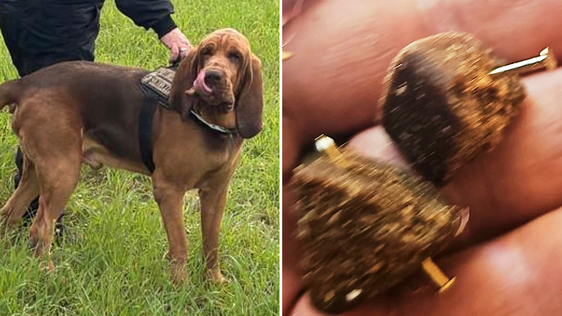 Bruno, den mördade Polishunden: Så fördömer Meloni våldet i Italien