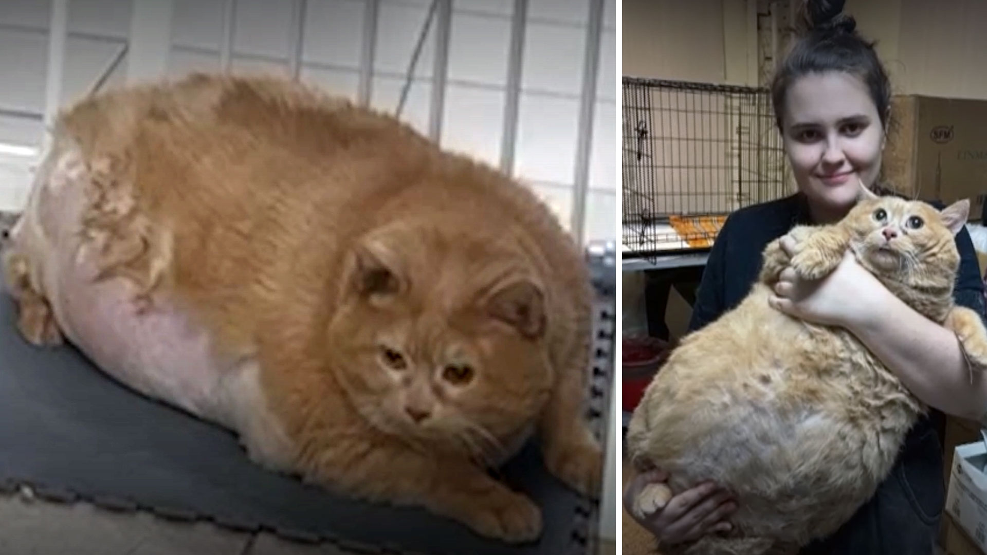 Rus qora porno aktyorlar Kochada porno pul