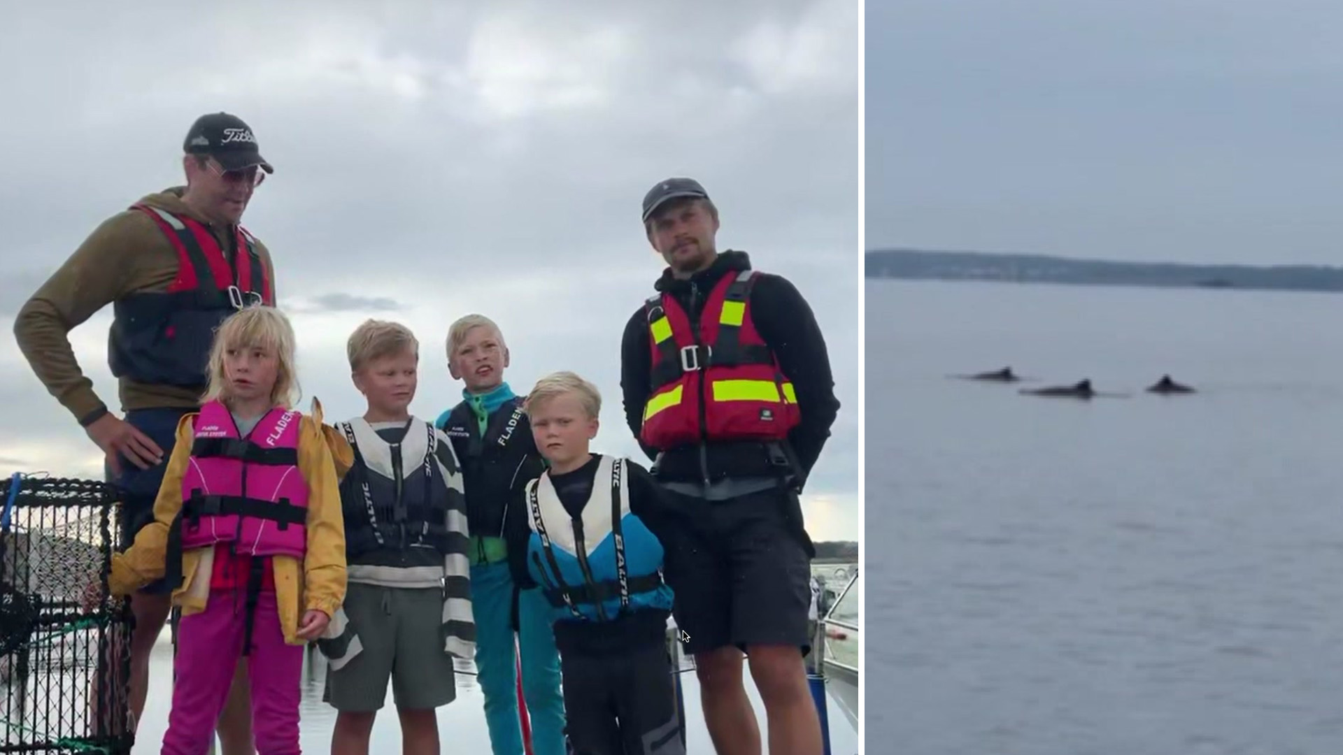 Delfiner utanför Kungsbacka: Så här upplevde jag en magisk lördagmorgon