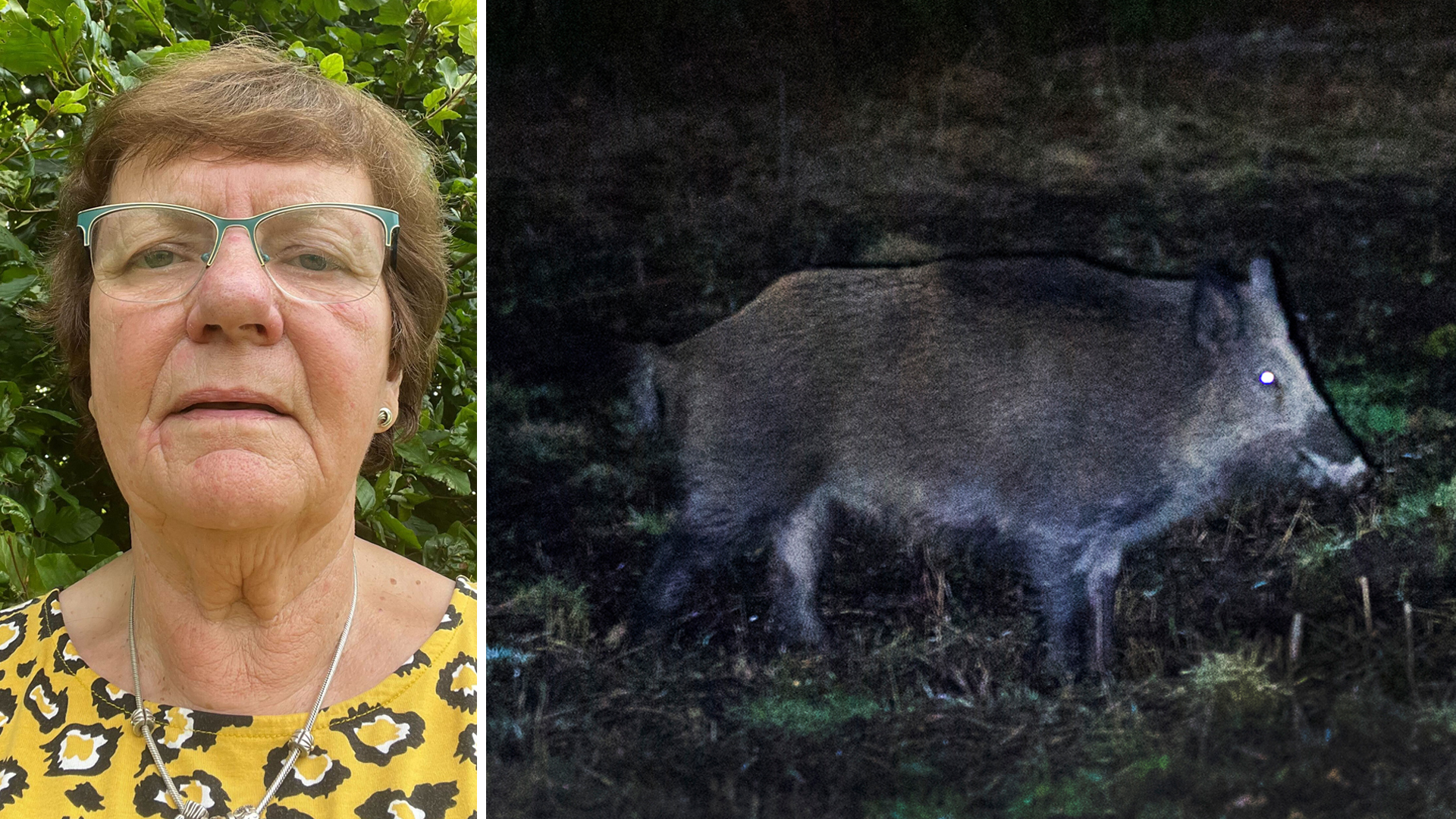 Topp 5 sätt som Tora, 80, skyddar sina odlingar mot vildsvin om nätterna.