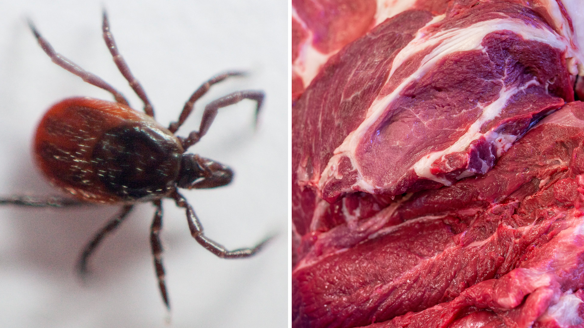 100 000 allergiska mot kött i USA – orsakas av fästingbett