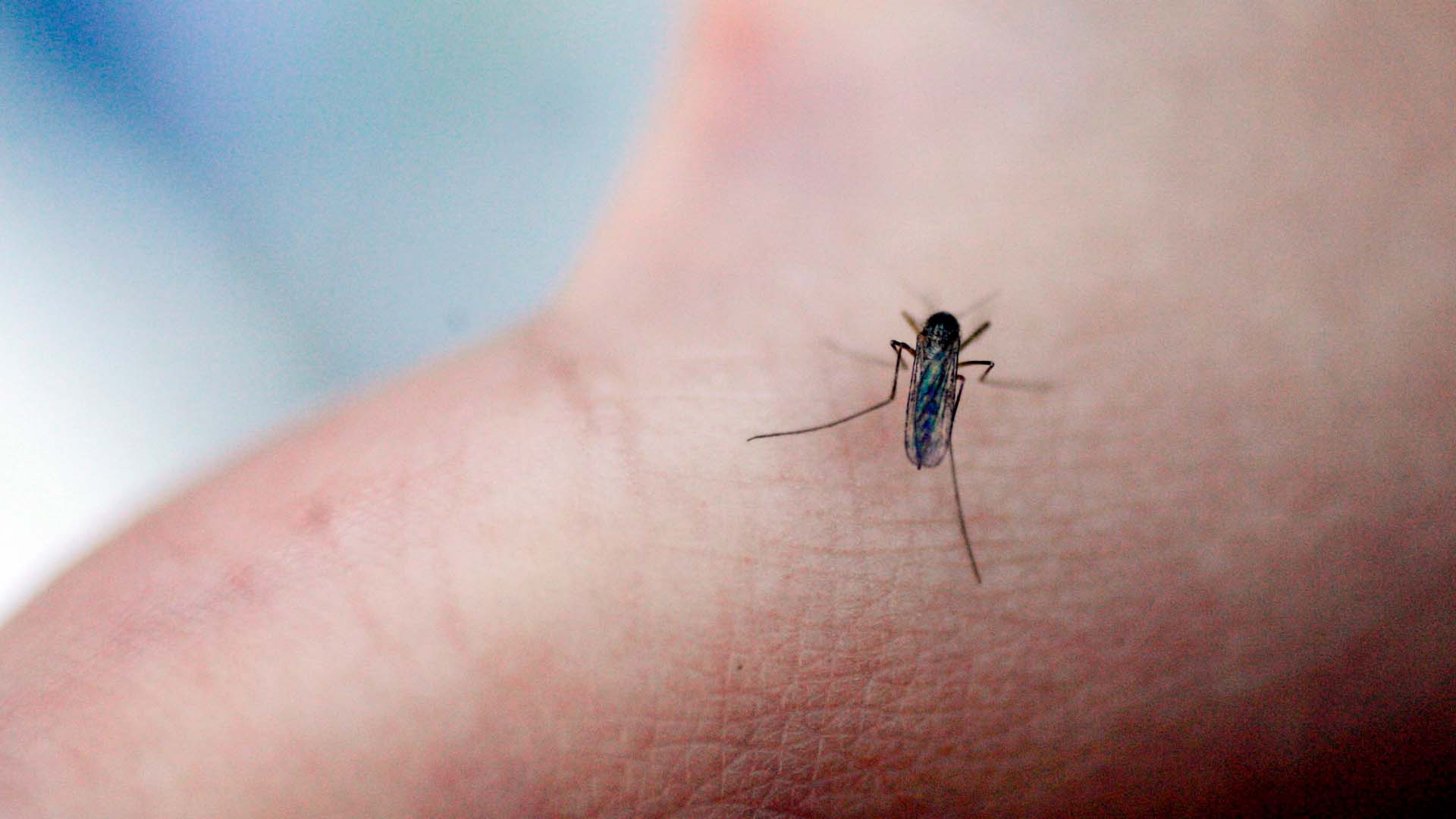 Deadly Mosquito Virus Spreads in Massachusetts