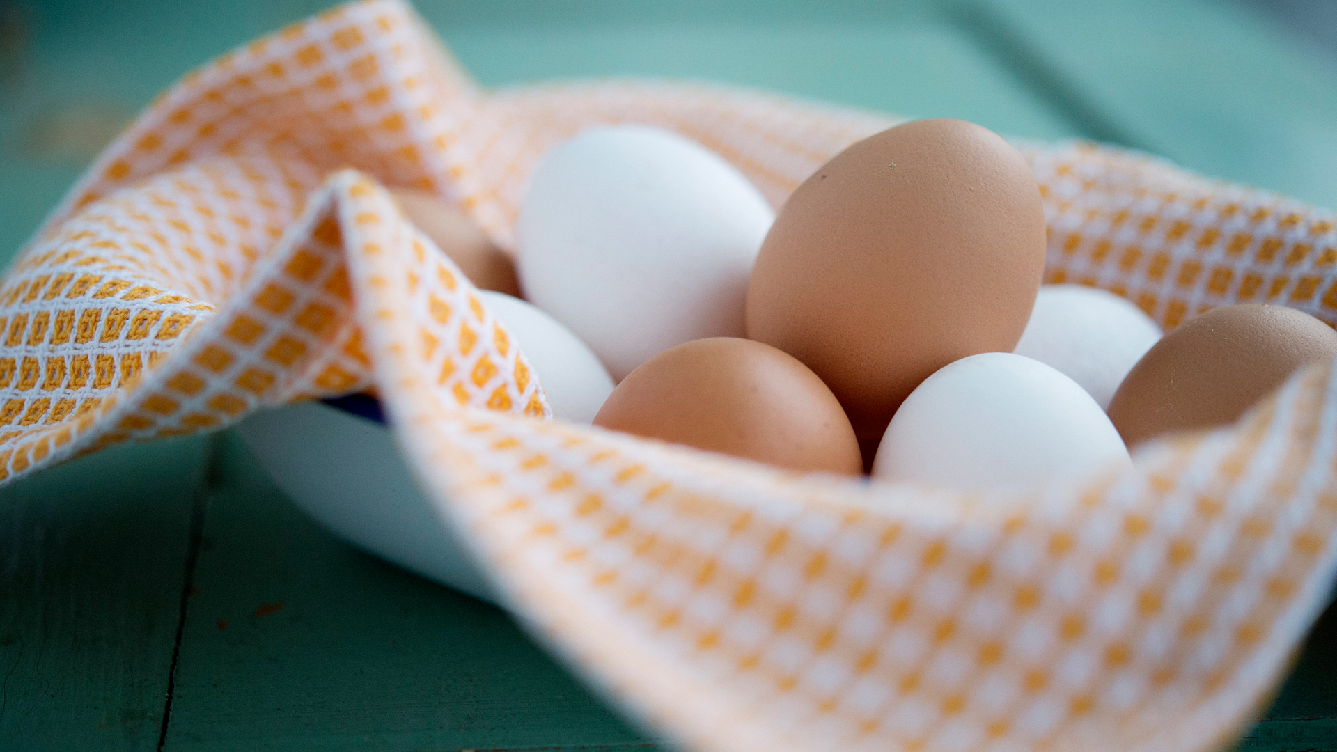 Här blir svampfoder till ägg – för klimatets skull