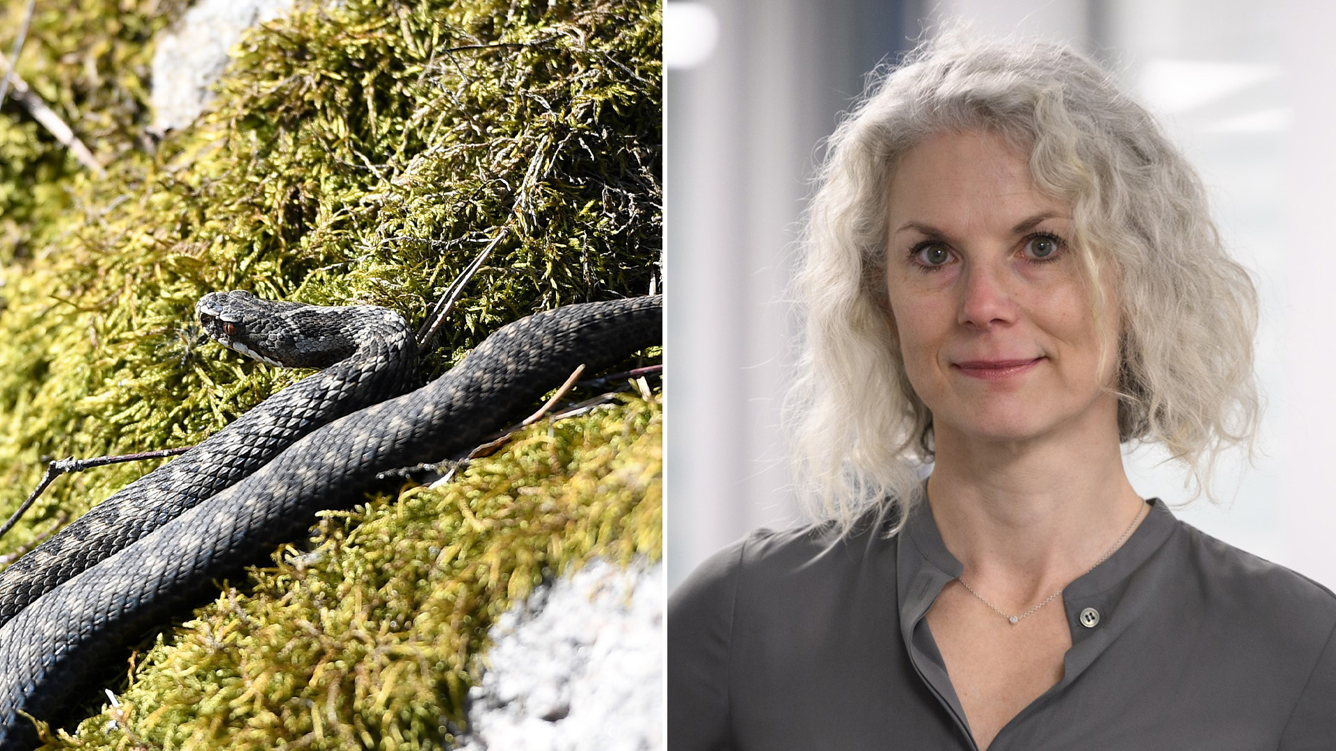 Topp 5 tips för att undvika huggormsbett i sommar