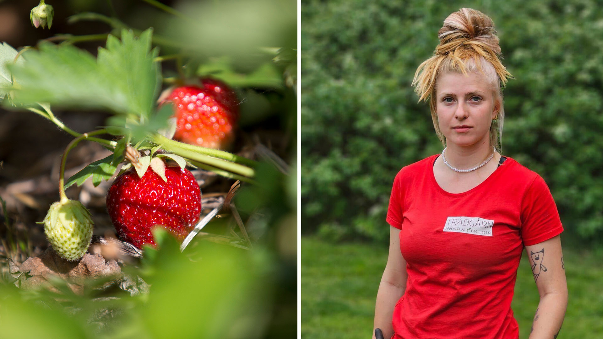 Så här skyddar du dina jordgubbar från stöld: 5 tips från en drabbad odlare