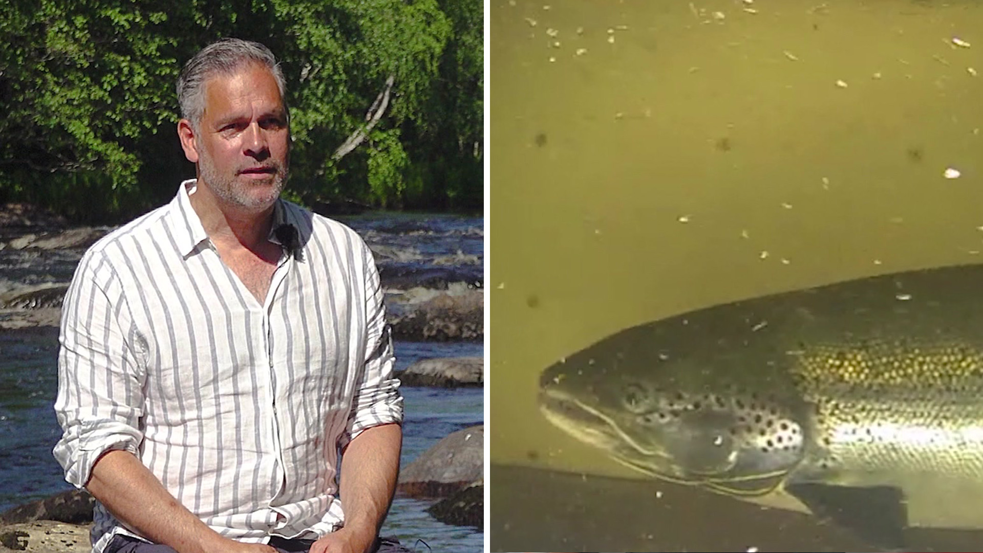 Så här påverkar minskad lax i Kalixälven fiskeåret 2023: Topp 5 tips för att lyckas ändå!