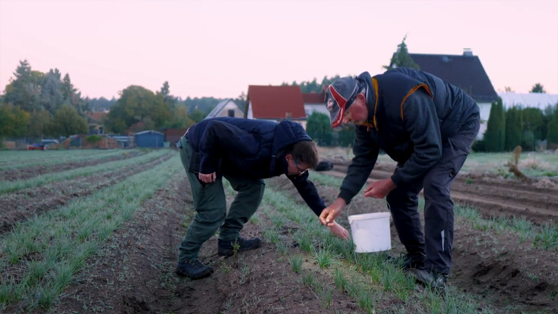 Kolregionen satsar på saffran i klimatförändringarnas spår