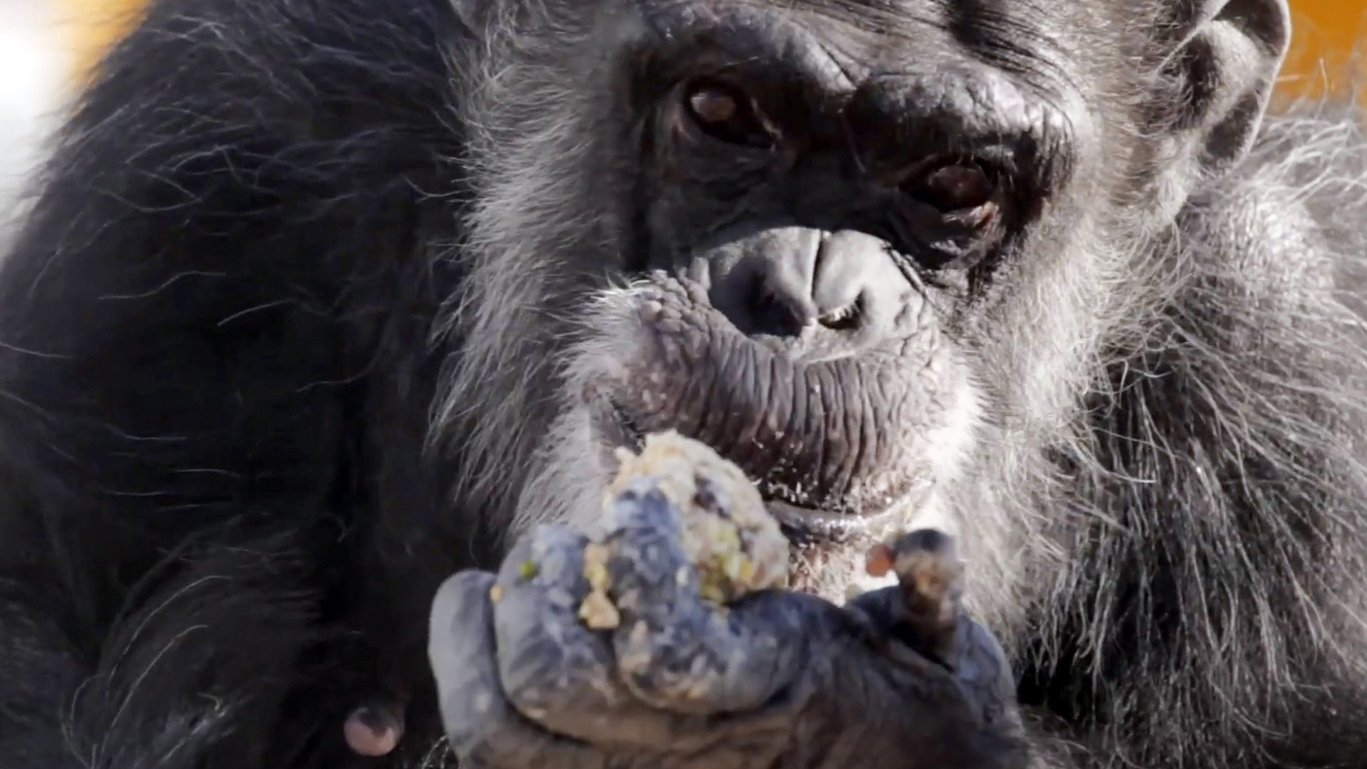 Därför får schimpanser i sig mer alkohol än svensken – helt naturligt
