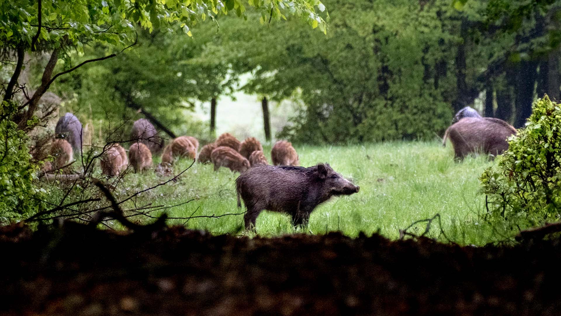 S vill minska vildsvinsstammen kraftigt – jägare kritiska