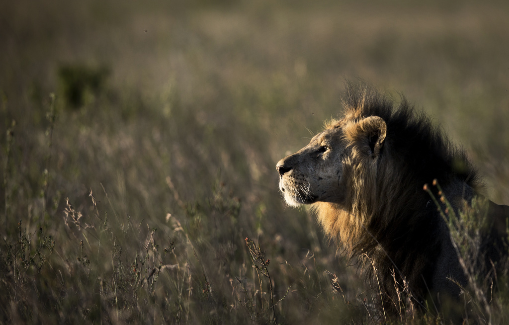 Svensk biten av lejon på safari