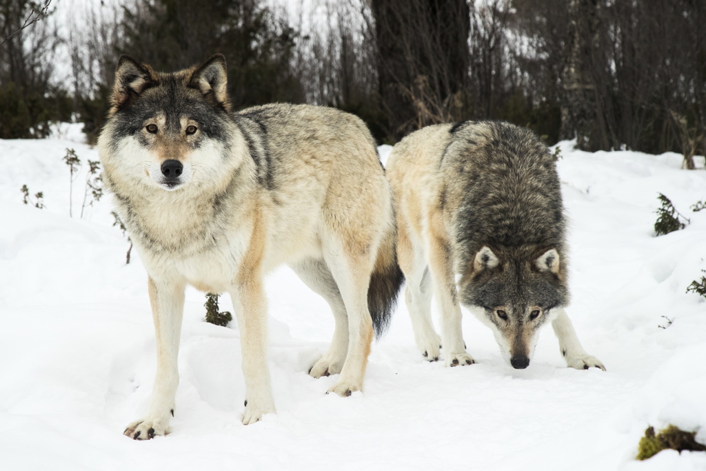 Så här kan en kraftigt minskad vargstam påverka den svenska naturen och jägare.